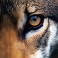 Close up image of a wolf eyes, beautiful macro shoot. Generative Ai Royalty Free Stock Photo