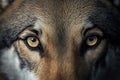 Close up image of a wolf eyes, beautiful macro shoot. Generative Ai Royalty Free Stock Photo