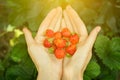 Close-up image of woman`s hands holding a bunch strawberry. Female holding handful fresh strawberries after harvest from garden.