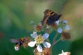 Close up image of a wasp and a butterfly on the same flower stem