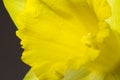 Close up image of yellow daffodil Royalty Free Stock Photo