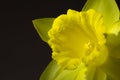Close up image of a yellow daffodil Royalty Free Stock Photo
