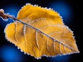 Close up image of yellow frozen leaf at autumn or winter season