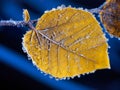 Close up image of yellow frozen leaf at autumn or winter season