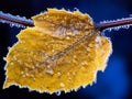 Close up image of yellow frozen leaf at autumn or winter season