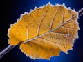 Close up image of yellow frozen leaf at autumn or winter season