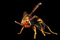 Macro image of a yellow and black hornet