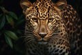 Close-up image of yellow leopard with black spots Royalty Free Stock Photo