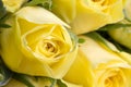 Close up image of yellow roses