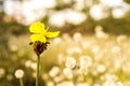 Macro image of yellow wild flower and blur white flowers field background Royalty Free Stock Photo