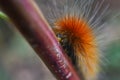 Yellow Wooly Bear Caterpillar Close Up Royalty Free Stock Photo