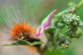 Yellow Wooly Bear Caterpillar Close Up Royalty Free Stock Photo