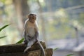 A Close up image of a young Bonnet Macaque Monkey Royalty Free Stock Photo