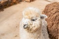 Close-up image with a young fluffy alpaca Royalty Free Stock Photo