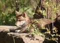 Young gray wolf pup Royalty Free Stock Photo