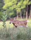 Whitetail deer fawn buck Royalty Free Stock Photo