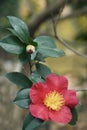 Close-up image of Yuletide camellia flower Royalty Free Stock Photo