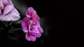 Close up images of Double Impattiens rose are popular garden annuals