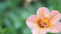 Close up images of Double Impattiens rose are popular garden annuals