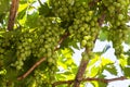 Close up images of table grape harvest on a table grape farm ripe fruit on a vineyard branch Royalty Free Stock Photo