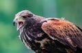 Close-up of immature Black-Chested Buzzard-Eagle head Royalty Free Stock Photo