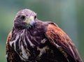 Close-up of immature Black-Chested Buzzard-Eagle head Royalty Free Stock Photo