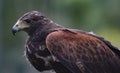 Close-up of immature Black-Chested Buzzard-Eagle head Royalty Free Stock Photo