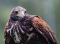 Close-up of immature Black-Chested Buzzard-Eagle head Royalty Free Stock Photo