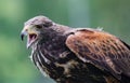 Close-up of immature Black-Chested Buzzard-Eagle head Royalty Free Stock Photo