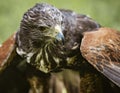 Close-up of immature Black-Chested Buzzard-Eagle head Royalty Free Stock Photo