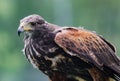 Close-up of immature Black-Chested Buzzard-Eagle head Royalty Free Stock Photo