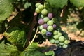 Close up of immature green and red grapes with leaves on the vine, grape not ready for harvest Royalty Free Stock Photo