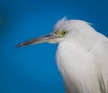 Close up of a Immature little blue heron .CR3