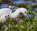 Close up of an immature little blue heron surrounded by pink flowers