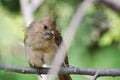 Close Up of an Immature Northern Cardinal