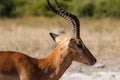 Close up impala Botswana