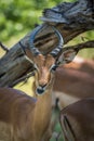 Close-up of impala chewing under dead branch Royalty Free Stock Photo
