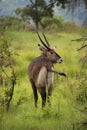 Close up of Impala in grass on safari in Africa