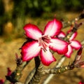 Close up of an Impala lily, Kruger Park, South Africa Royalty Free Stock Photo