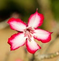 Close up of an Impala lily, Kruger Park, South Africa Royalty Free Stock Photo