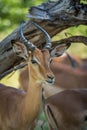 Close-up of impala under branch facing camera Royalty Free Stock Photo