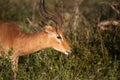 Close-up of an impala which is an African antelope living the wildlife of the African savannah Royalty Free Stock Photo