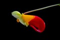 Close up of Impatiens niamniamensis, also called parrot plant, or congo cockatoo with its unusual red and yellow flowers isolated Royalty Free Stock Photo