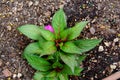 Close-up of an impatiens walleriana flower Royalty Free Stock Photo