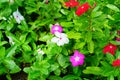 Impatiens walleriana flower Royalty Free Stock Photo