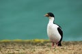 Close-up of an Imperial shag, Falkland Islands