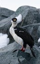 Wildlife close-up of an Imperial shag (Leucocarbo atriceps) sitting on rock