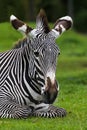 Zebra head shot Royalty Free Stock Photo