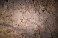 Close up, the imprint of a bark beetle on a piece of bark. the tree was eaten by a bark beetle, close-up of termite