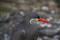 Close Up Of An Inca Tern Royalty Free Stock Photo